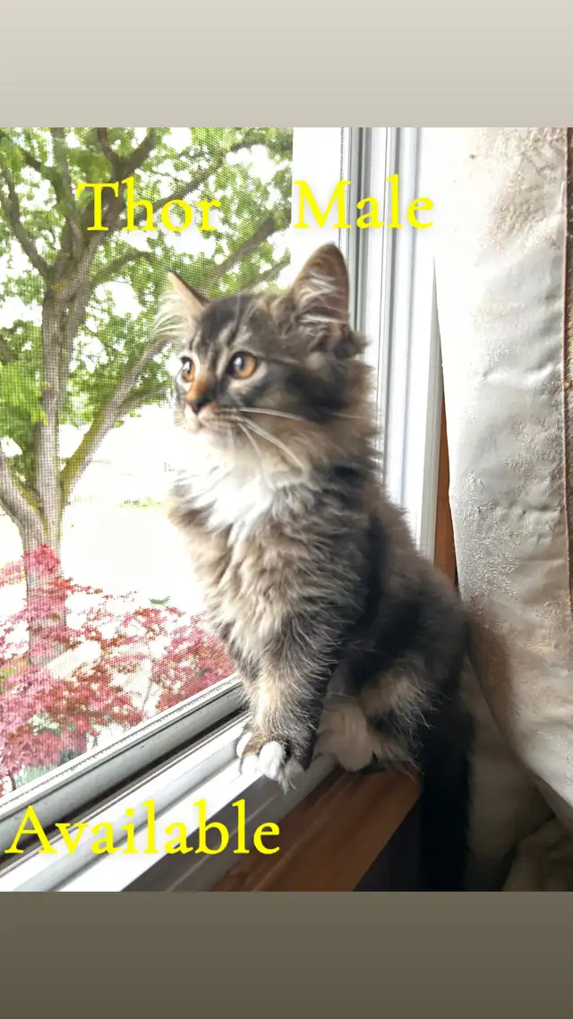 1 Beautiful Male Ragdoll Left