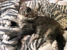 1 Beautiful Male Ragdoll Left - Photo 2