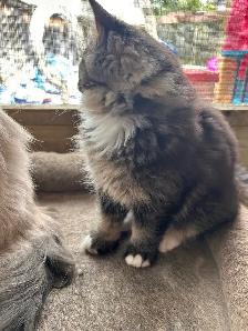 1 Beautiful Male Ragdoll Left - Photo 3