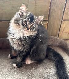 1 Beautiful Male Ragdoll Left - Photo 4