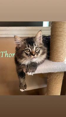 1 Beautiful Male Ragdoll Left - Photo 5