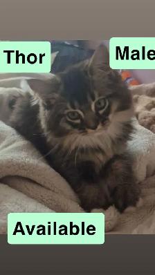 1 Beautiful Male Ragdoll Left - Photo 6