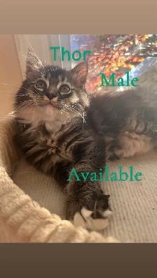1 Beautiful Male Ragdoll Left - Photo 7