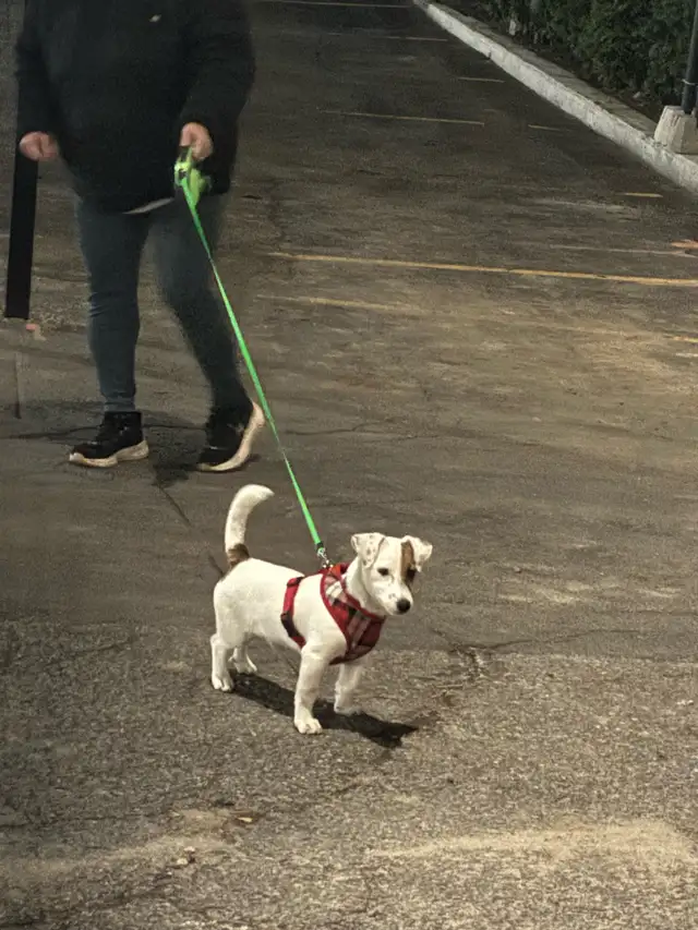 chien à vendre