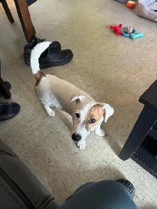 chien à vendre - Photo 2