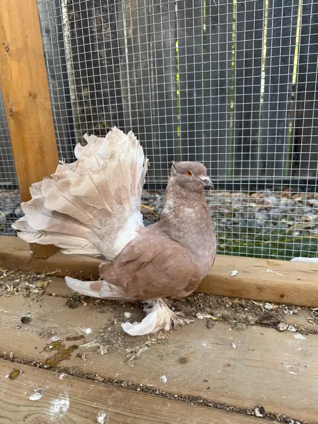 Rare Colored Indian Fantail Pigeon