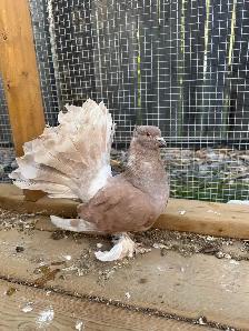 Rare Colored Indian Fantail Pigeon