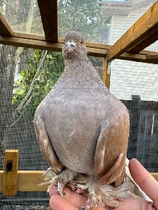 Rare Colored Indian Fantail Pigeon - Photo 2