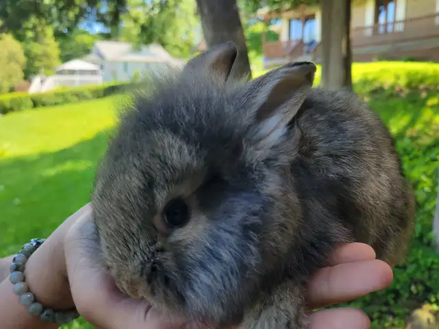 baby lion head rabbits- lapin tête lion
