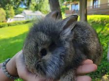 baby lion head rabbits- lapin tête lion