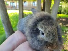 baby lion head rabbits- lapin tête lion - Photo 2