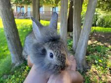 baby lion head rabbits- lapin tête lion - Photo 3