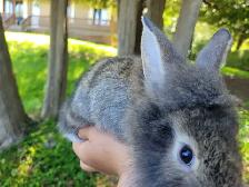 baby lion head rabbits- lapin tête lion - Photo 4