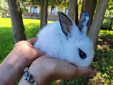baby lion head rabbits- lapin tête lion - Photo 5