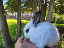 baby lion head rabbits- lapin tête lion - Photo 6