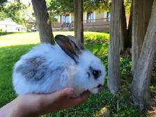 baby lion head rabbits- lapin tête lion - Photo 7
