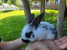 baby lion head rabbits- lapin tête lion - Photo 8