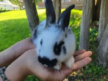 baby lion head rabbits- lapin tête lion - Photo 9