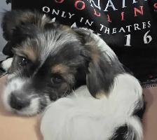 Only 2 Left! Adorable Shipoo Yorkie Puppies - Photo 4