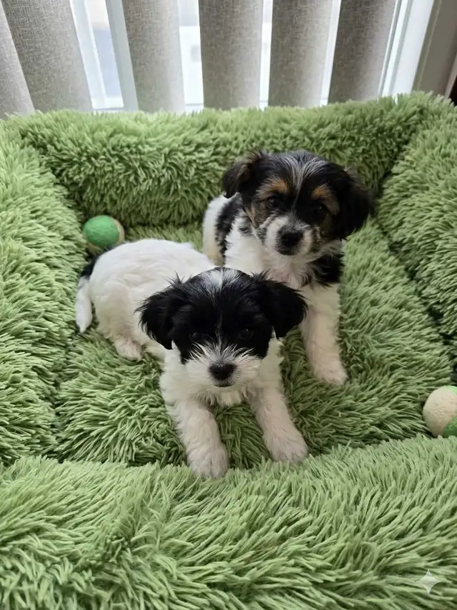 ONLY 2 LEFT! Adorable Shipoo Yorkie Puppies!
