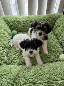 ONLY 2 LEFT! Adorable Shipoo Yorkie Puppies!