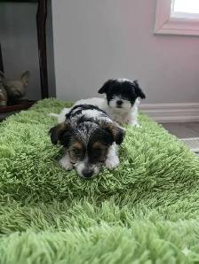 ONLY 2 LEFT! Adorable Shipoo Yorkie Puppies! - Photo 2