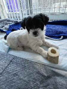 ONLY 2 LEFT! Adorable Shipoo Yorkie Puppies! - Photo 3