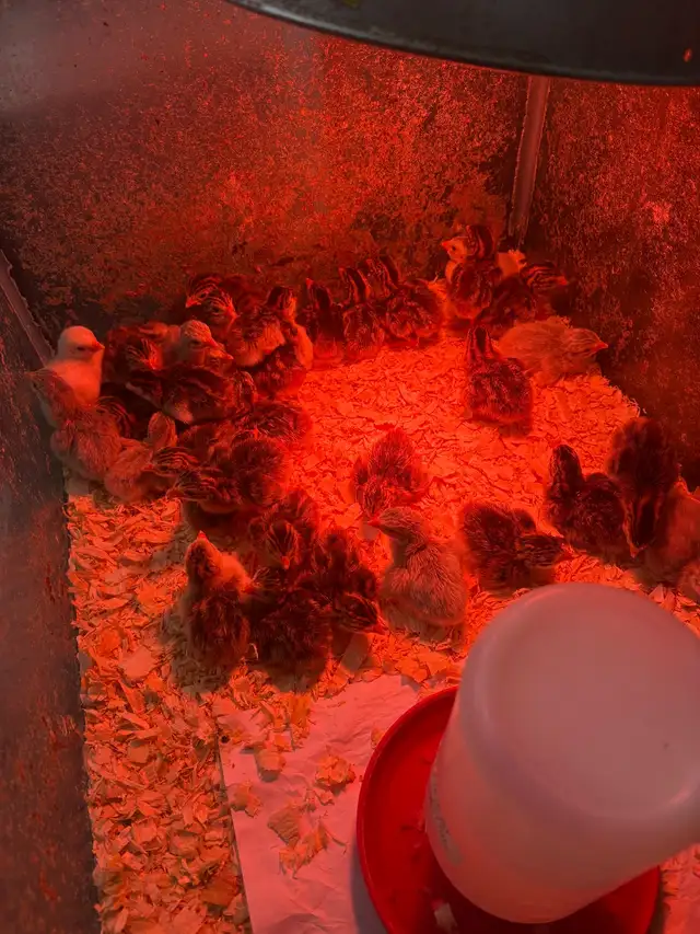 Guinea Keets