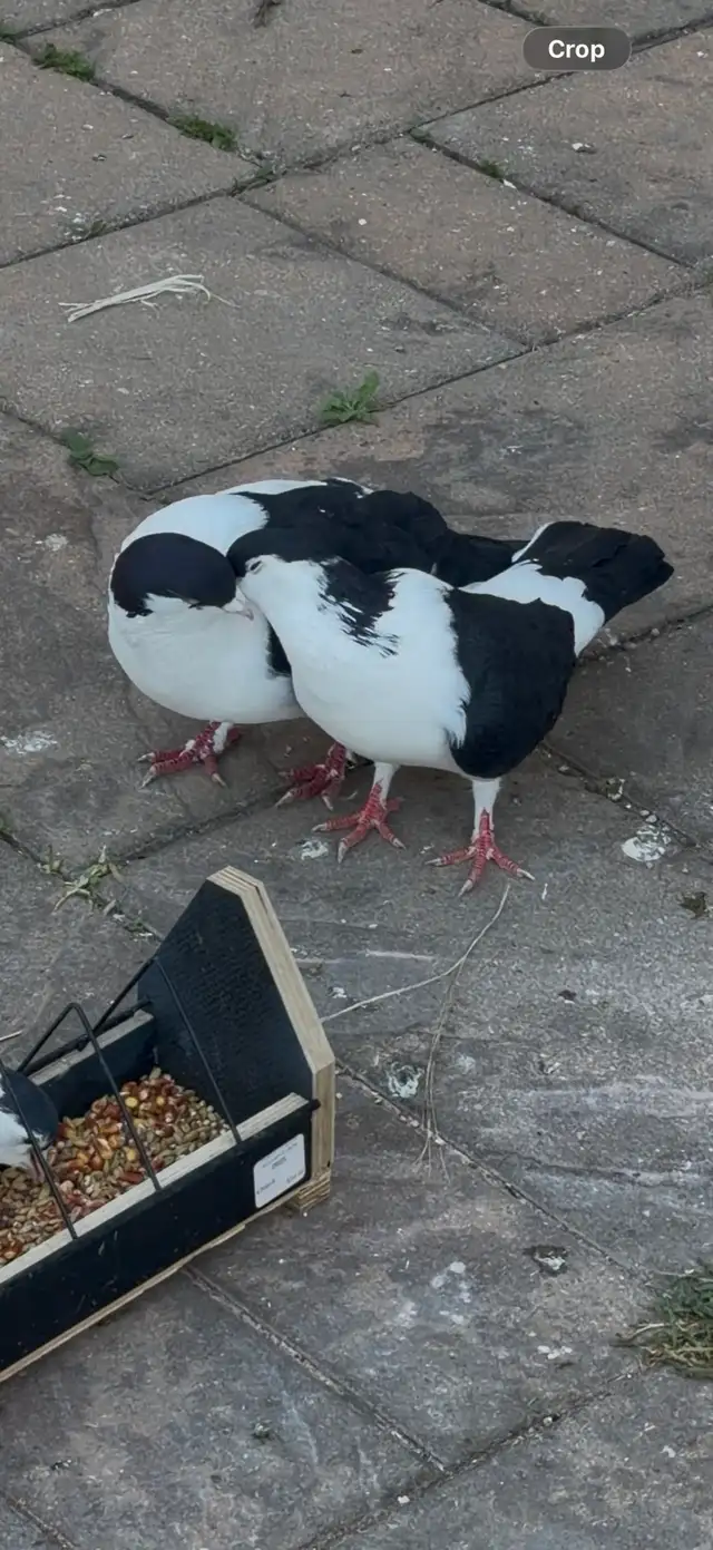 pigeon  for rehoming