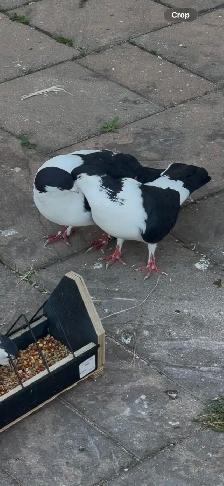 pigeon  for rehoming