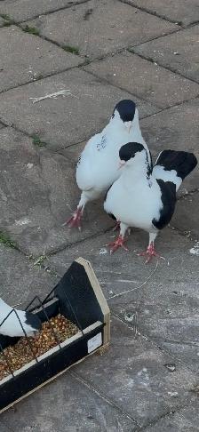 pigeon  for rehoming - Photo 2