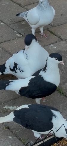 pigeon  for rehoming - Photo 3