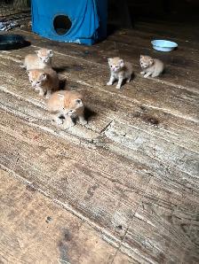 Kittens for sale -$100 each