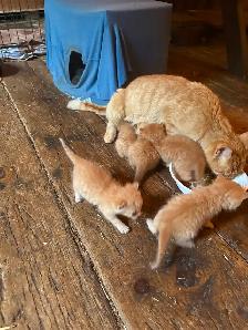 Kittens for sale -$100 each - Photo 2