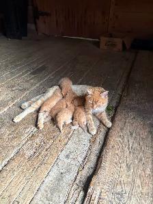 Kittens for sale -$100 each - Photo 3