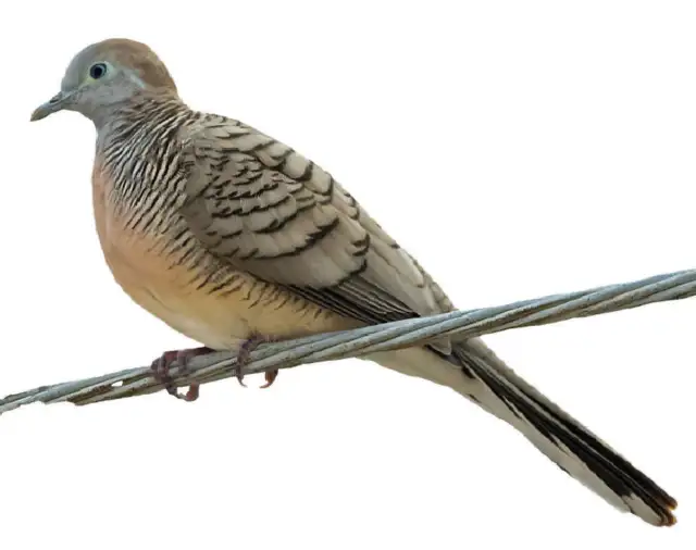 Zebra Dove Pair