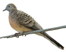 Zebra Dove Pair