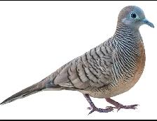 Zebra Dove Pair - Photo 2