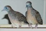 Zebra Dove Pair - Photo 3