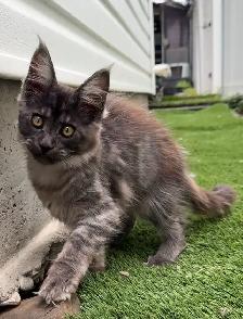 Purebred Maine Coon Kittens – Now Open for Reservation! - Photo 9