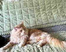 Purebred Maine Coon Kittens – Now Open for Reservation! - Photo 10