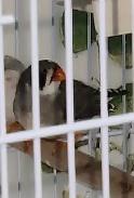 14 PINSONS MANDARIN À VENDRE NE SONT PAS À DONNER - Photo 5