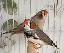 14 PINSONS MANDARIN À VENDRE NE SONT PAS À DONNER - Photo 6
