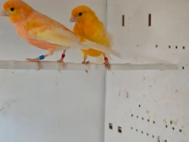 Pair of Canaries