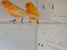 Pair of Canaries