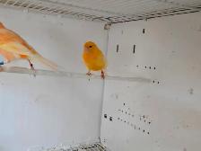Pair of Canaries - Photo 2