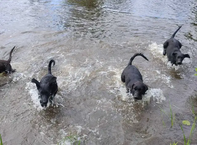 Lab mix pups