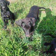 Lab mix pups - Photo 2