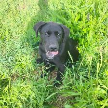 Lab mix pups - Photo 3