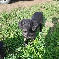 Lab mix pups - Photo 4